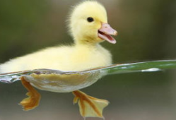 小鸭子视频,萌趣瞬间大盘点